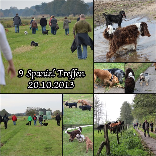 9 spaniel treffen