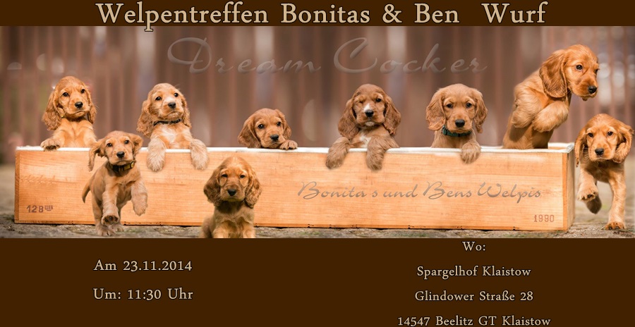 bonitas ben welpen treffen