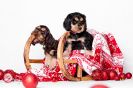 Unsere D-chen mit 9 Woche_28