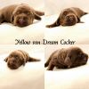 Dream Cocker Hunde für besondere Menschen _2