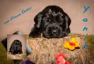 Unser Y Wurf Coco Chanel Welpen mit 4 Wochen _1