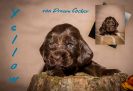 Unser Y Wurf Coco Chanel Welpen mit 4 Wochen _4