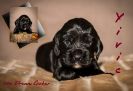 Unser Y Wurf Coco Chanel Welpen mit 4 Wochen _6