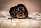 Y Littel die Herzensbrecher Coco Chanel A Wurf_46