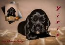 Coco Chanel A Wurf 04.02.15