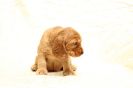 Wir sind jetzt5 Wochen alt und so lieb _44