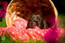 3 Wochen alt :-) unsere coco urmel Welpen_9