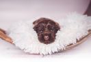Unsere N-chen  Coco & Barny