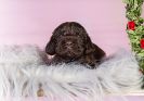 Unsere N-chen  Coco & Barny