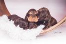 Unsere N-chen  Coco & Barny