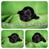 Unsere P-chen