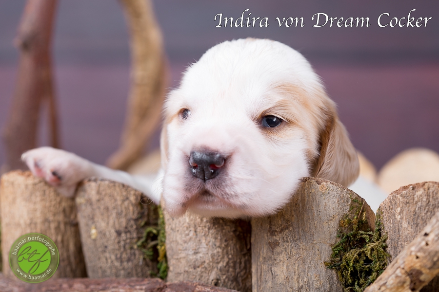 indira von Dream Cocker 2 woche