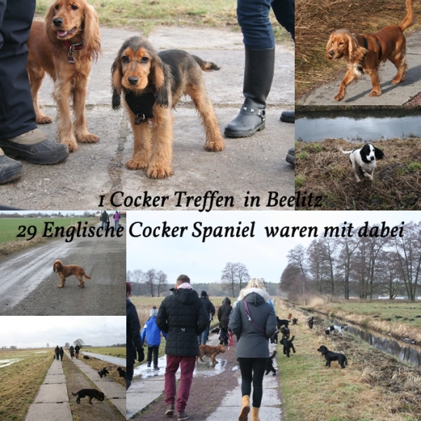 1_cocker_spaniel_treffen