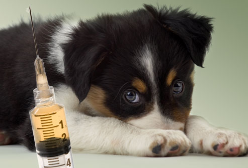 dog-vaccination-schedule