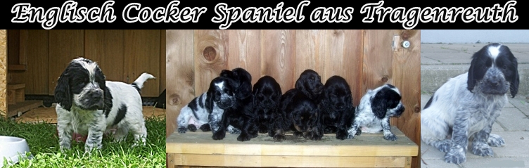 Englisch_Cocker_Spaniel_vom_tann