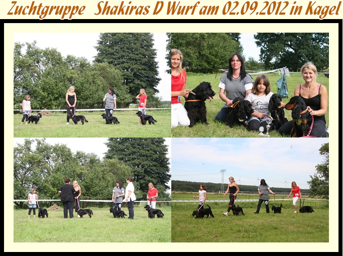 zuchtgruppe_d_wurf_shaki