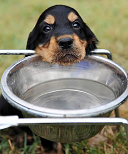 hund-trinkt-wenig-hunde-trinken-tipps