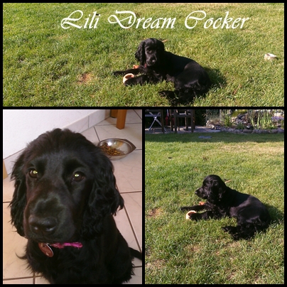 lilidreamcocker